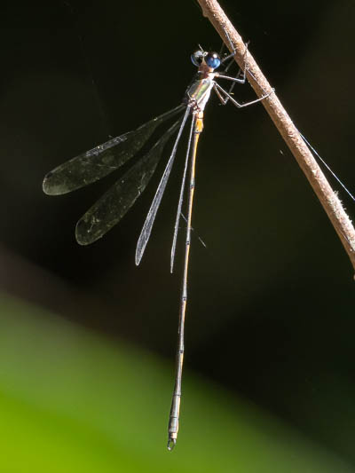 Synlestes tropicus male (6 of 6).jpg
